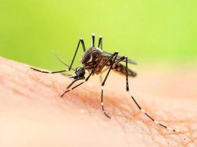 Los 5 trucos caseros para alejar para siempre a los mosquitos de tu hogar