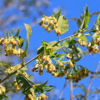 La planta que pocos conocen, crece un montón y deja un riquísimo perfume en todo tu jardín