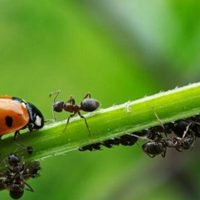 No mates a este insecto porque puede ser un verdadero tesoro para tu hogar