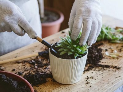 Otoño florido: las plantas que tenés que cultivar en otoño para llenar tu jardín de flores