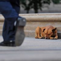 Buscan reducir la cantidad de perros callejeros en Cipolletti