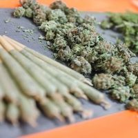 ¿Qué implica la orden ejecutiva de Trump de reclasificar la marihuana como droga menos peligrosa?