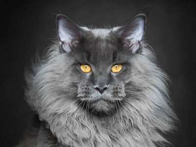 Curiosidades sobre el Maine Coon: el gato gigante más juguetón al que le encanta el agua y también "cantar"