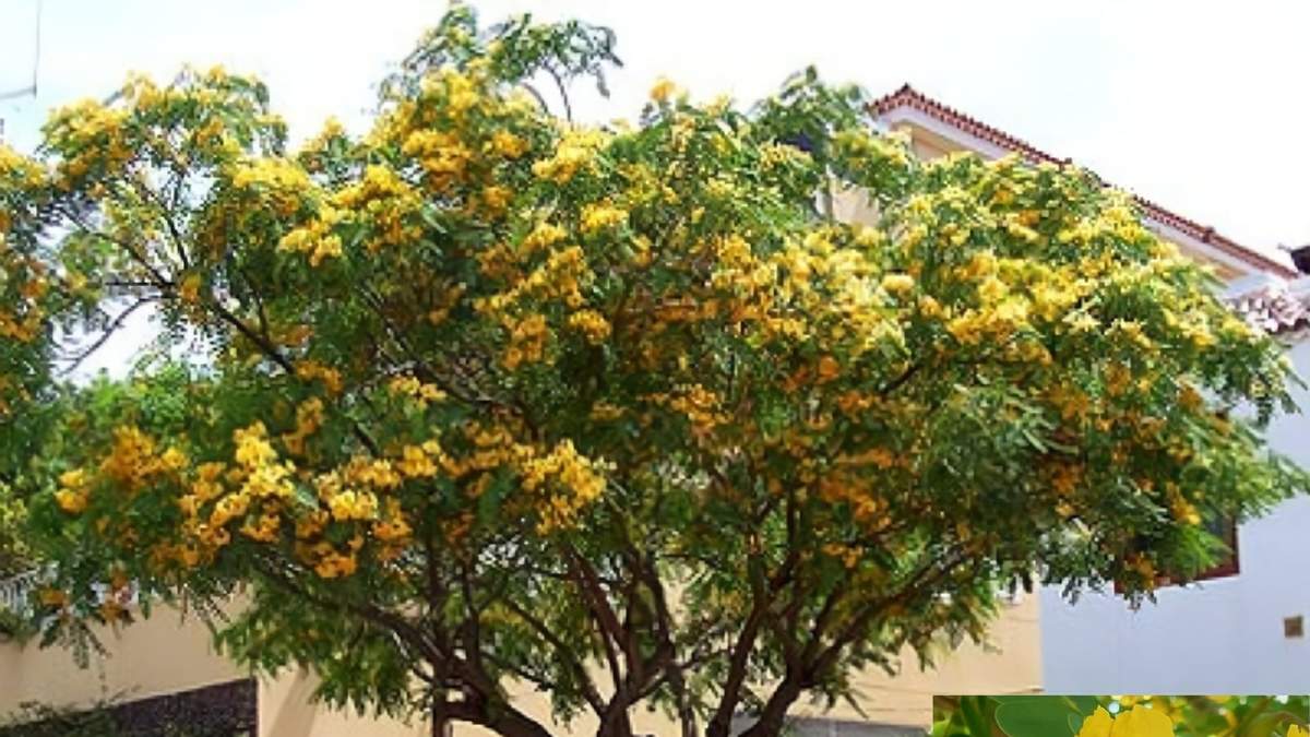 Árbol. Fuente: (Instagram)