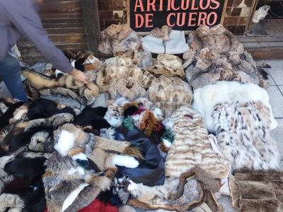 Incautaron más de 120 prendas de animales en extinción en Villa Crespo