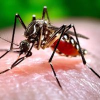 No prendas el espiral y alejá a los mosquitos para siempre con esta técnica práctica y decorativa