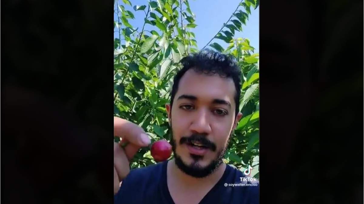 Mexicano en la cosecha de cerezas en Canadá