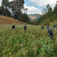 Oaxaca: Hallan dos sembradíos de amapola en 14 hectáreas