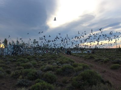 Lanzaron desde Zapala 5800 palomas mensajeras a diversos puntos del país