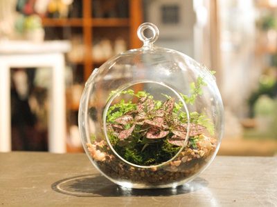 Terrario: así podés mantener a tus plantas en una burbuja de cristal