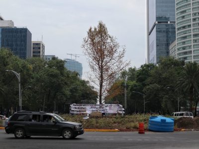 El ahuehuete no está seco, "se va a reponer", asegura Sheinbaum