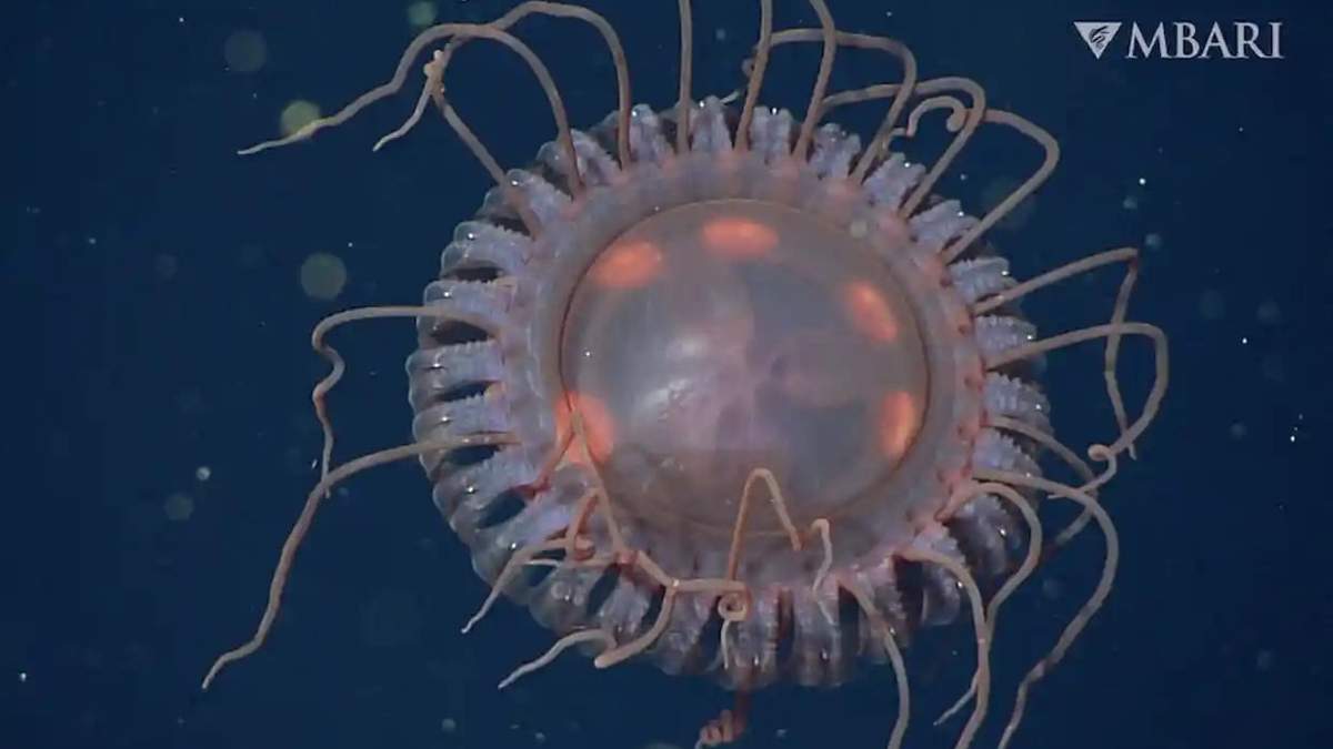Medusa. Fuente: (MBARI)