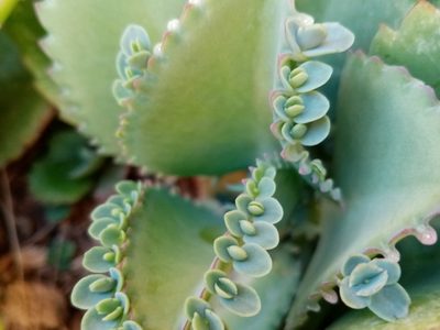 Asegurá el éxito de tu negocio con esta planta que debes colocar en el salón de casa