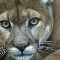Identifican y multan a los autores de la matanza de pumas
