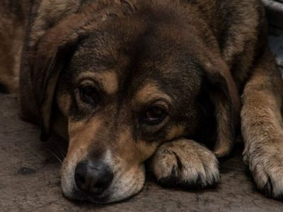 Aprueban en CDMX creación de “Maltratómetro Animal” para promover protección hacia animales