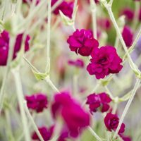 De floración prolongada: la planta que causa impacto visual, que necesita poca agua y que es muy fácil de mantener