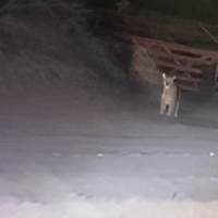 Captaron la presencia de un puma en el Paraje El Verde de Moquehue