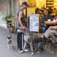 Diputada propone que todos los establecimientos mercantiles en CDMX sean “pet friendly”.