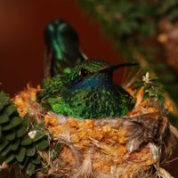 Cuál es el verdadero significado de que un colibrí entre a tu hogar
