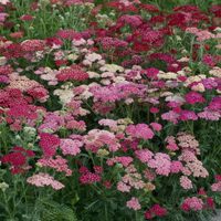 La planta perfecta para canteros: flores hermosas, pocos cuidados y con grandes beneficios