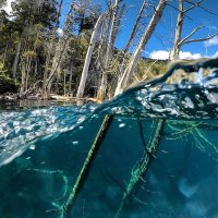 Buceo en el paraíso: cómo es la excursión en lancha al bosque sumergido en Villa Traful