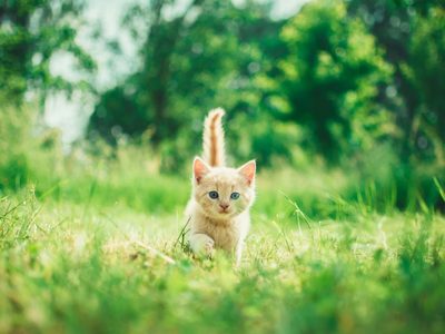Gato interrumpe maratón y se convierte en la mascota oficial del evento