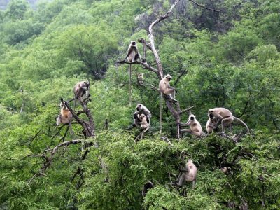 Insólita guerra en India: un grupo de monos enfurecidos mató a 250 cachorros de perro por venganza