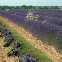 Época de la cosecha de la lavanda: ideal para esencias y cosmética