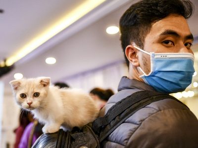 ¿Apareció una cura para el coronavirus? Un tratamiento para gatos podría ser efectivo para el virus