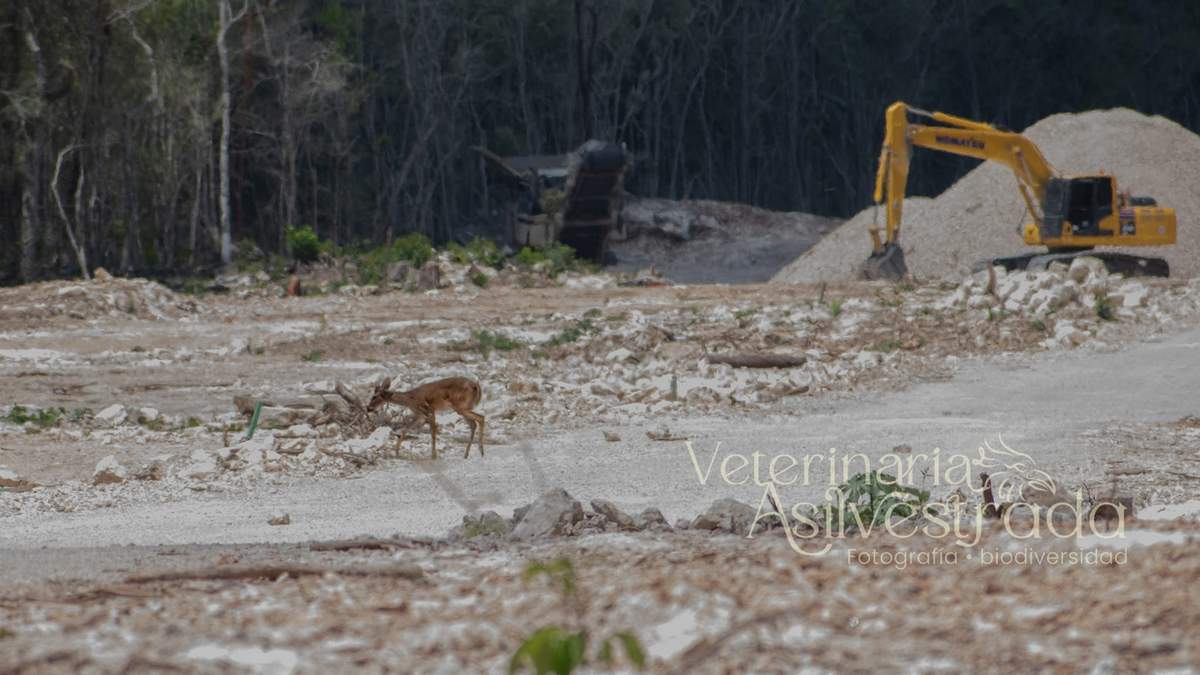 Avistamiento del animal