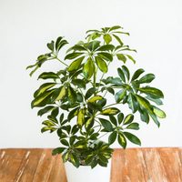 La planta ornamental más linda y llamativa, de hojas bicolor y que es ideal para principiantes