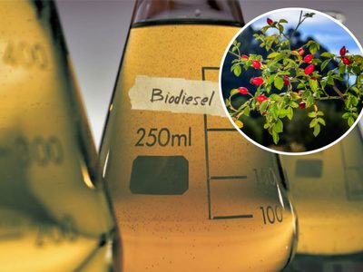Estudian usar rosa mosqueta para la producción de biocombustibles