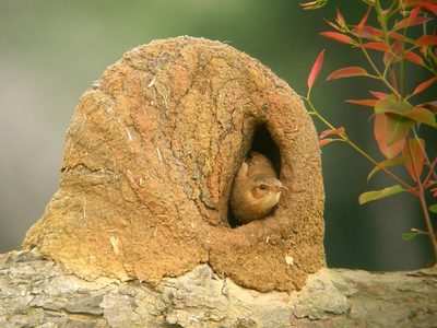 Curiosidades del hornero, el pájaro del continente americano que es albañil