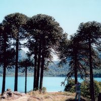 Soleado y agradable: así estará el clima hoy en Neuquén