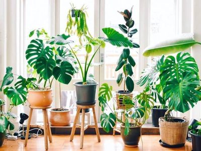 5 plantas que activan la energía del dinero, según el Feng Shui: dónde colocarlas en tu hogar