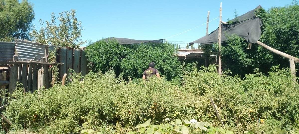Un bosque de marihuana fue desmantelado en una casa de Allen. Fuente: (Policía de Río Negro)