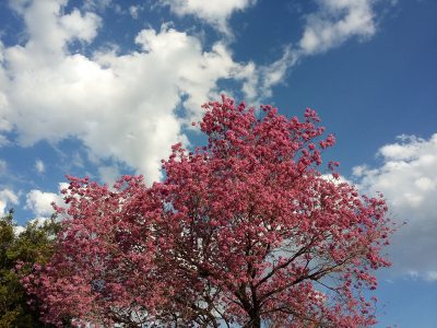 El árbol ideal: da buena sombra en verano, tiene las flores más hermosas y no tiene raices invasivas