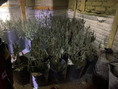 Insólito hallazgo en Centenario: Bomberos encuentran cerca de 80 plantas de marihuana al apagar un incendio