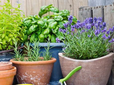 Prestá atención: las plantas fáciles de cuidar que ahuyentan para siempre a los mosquitos de tu casa o jardín