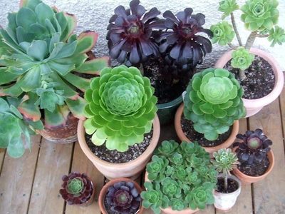 La planta que no necesitas regar demasiado y es perfecta para decorar lugares con poco espacio