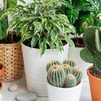 Cuáles son las plantas más recomendadas para armar un jardín vertical