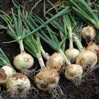 El secreto de los jardineros para que las cebollas nunca se acaben: mirá cómo cultivarlas fácil y natural