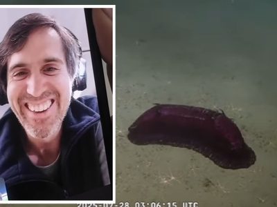 Mariano Martínez, el científico del Conicet que se especializa en pepinos de mar
