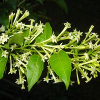 Cestrum nocturnum: cuidados y secretos de la planta más linda que florece solo de noche