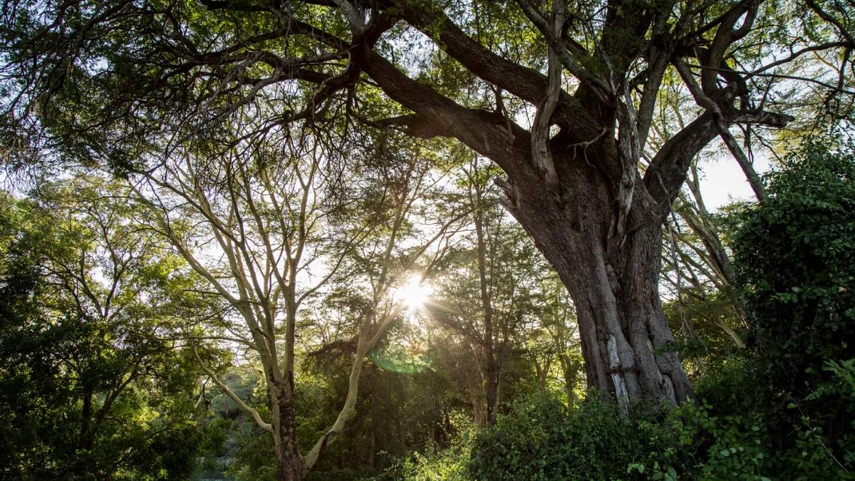 "Los bosques o humedales extraen carbono de la atmósfera y lo almacenan permanentemente en sus suelos, raíces y ramas", señala Lisa Jackson, vicepresidenta de Medio Ambiente, Políticas e Iniciativas Sociales de Apple