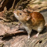 ¿Cómo continúa la única víctima del hantavirus en Neuquén?