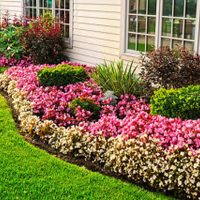 Las 6 mejores plantas para poner en los canteros de la entrada de tu casa y darle un estilo elegante y moderno