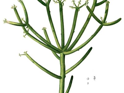 La misteriosa planta suculenta que no tiene hojas y desprende una sustancia tóxica