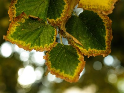 Clima en Neuquén: viernes con cielo despejado y temperaturas en ascenso en toda la provincia