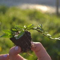 Cómo plantar Grama brasilera sin gastar fortuna en panes y lograr que cubra todo en primavera